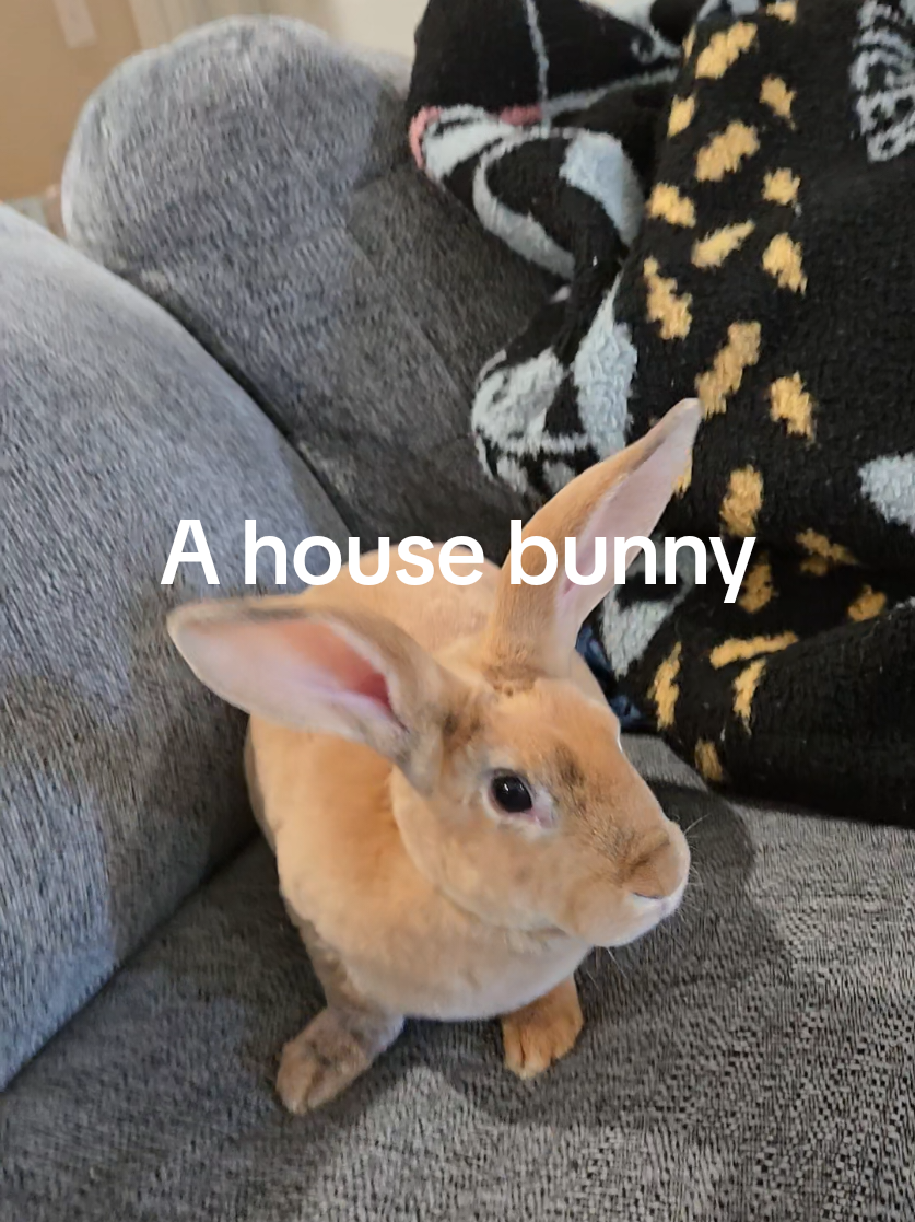 @Hidden Home Rabbitry