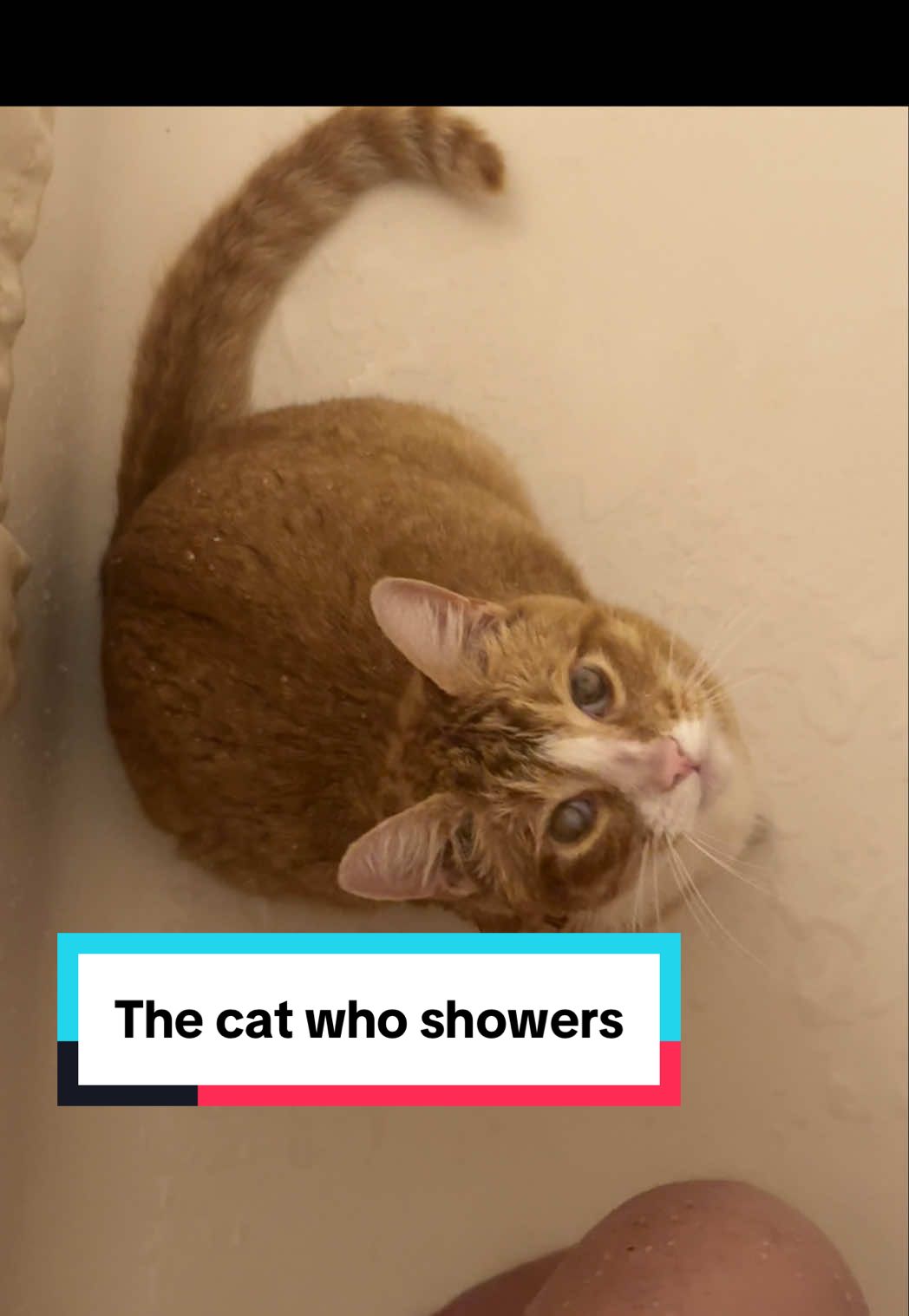 @DooDooCAT