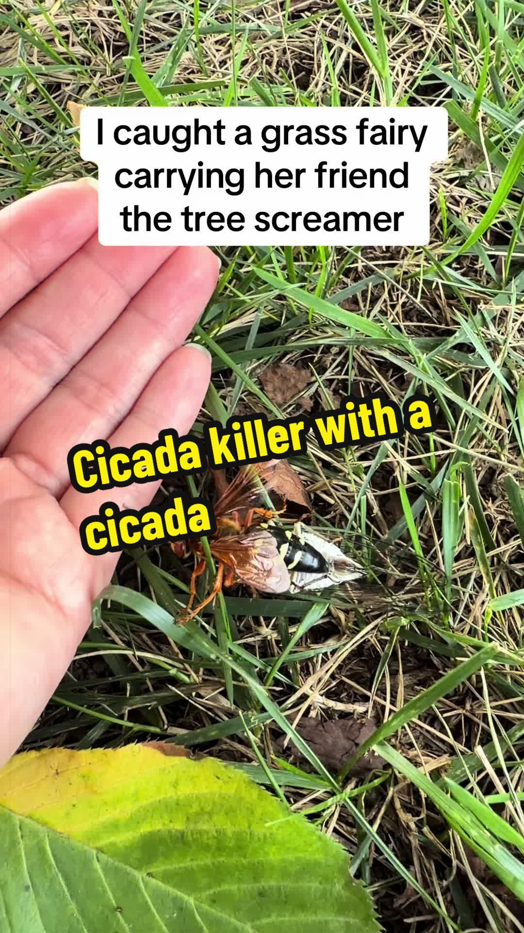 @thetinyjungle