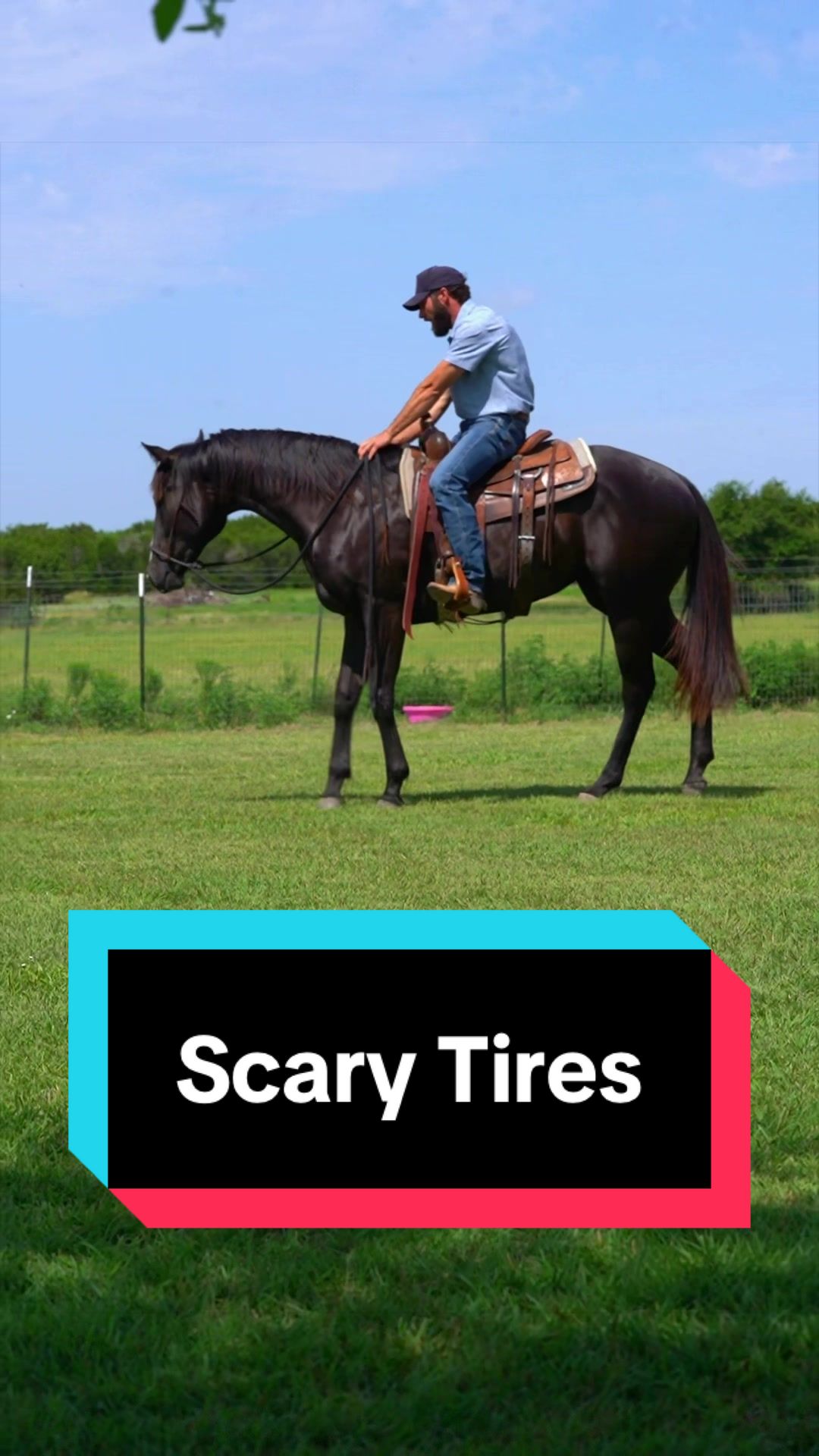 @WS Horses