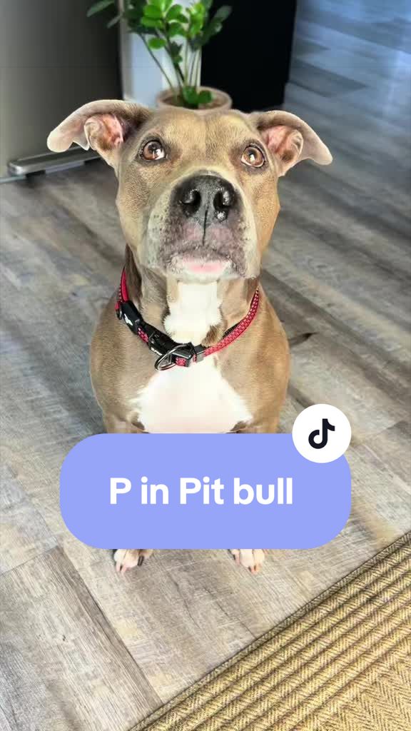 @Cali the Pit