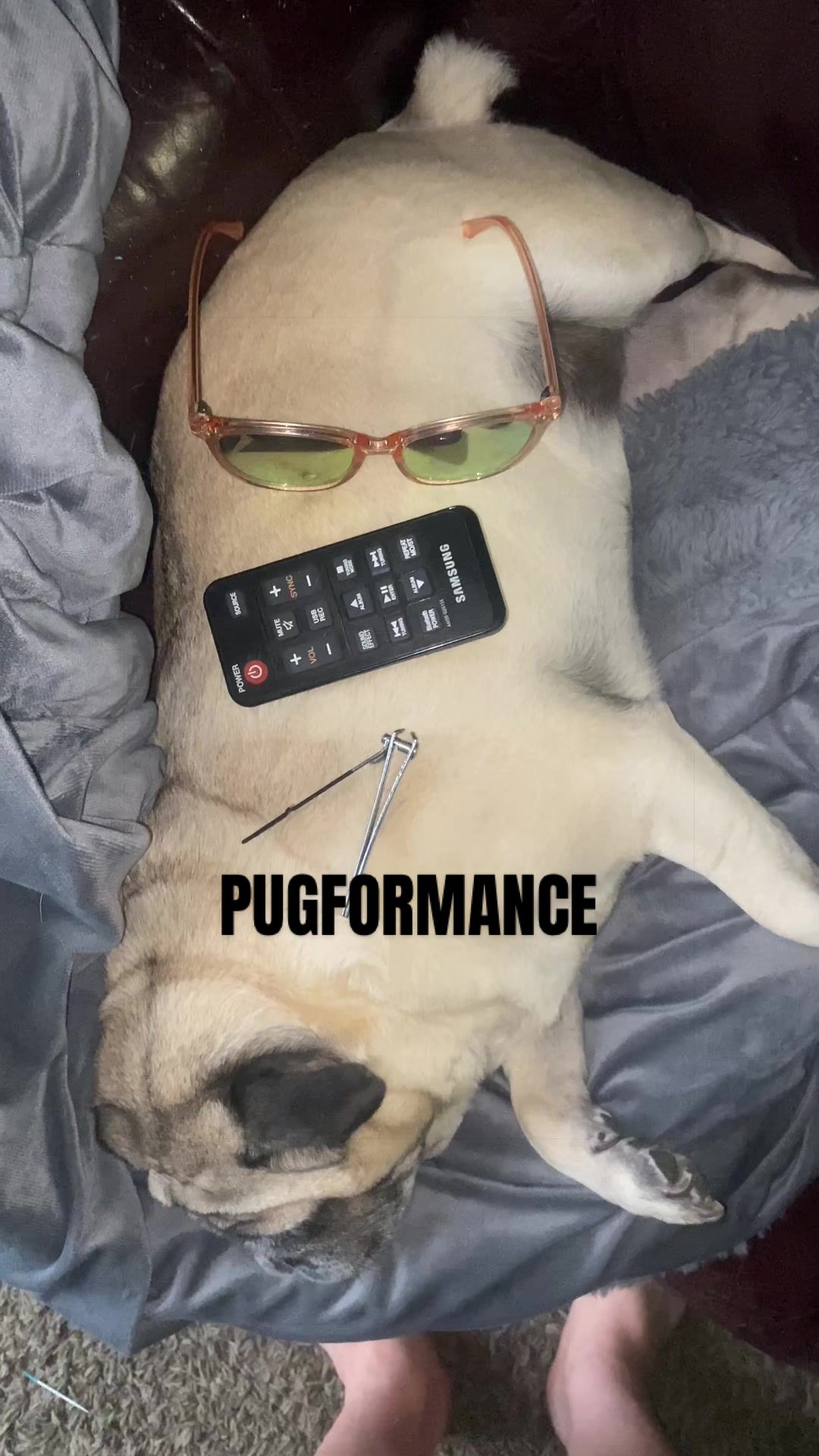 @pugloversuperhero