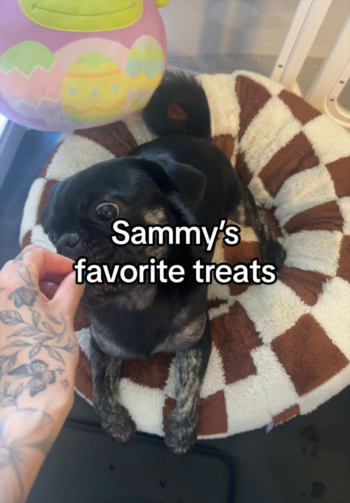 @ANNA & SAMMY