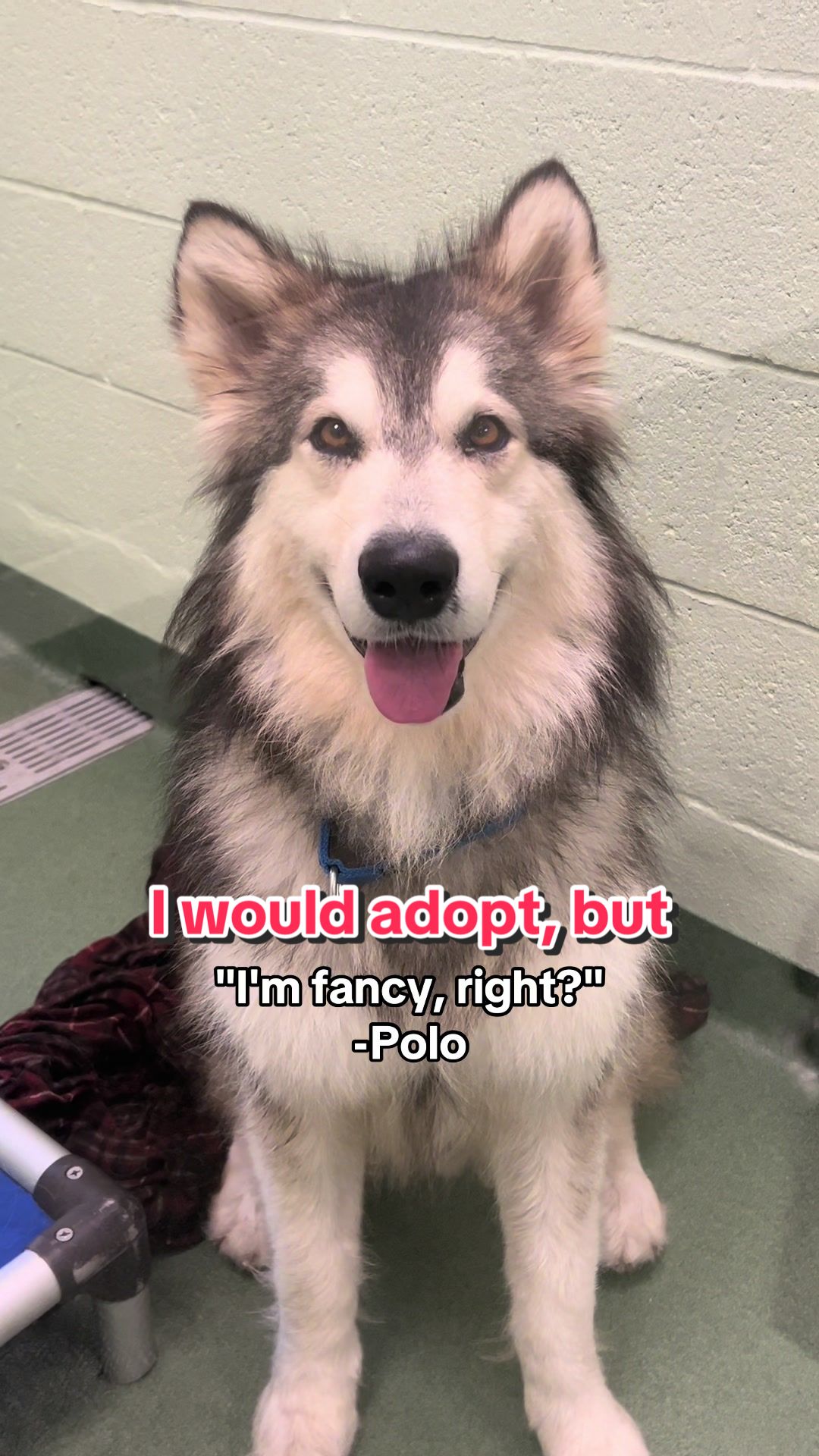 @Peggy Adams Animal Rescue
