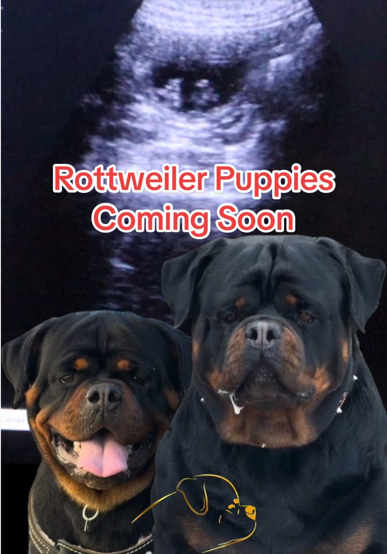 @Proctor House Rottweilers