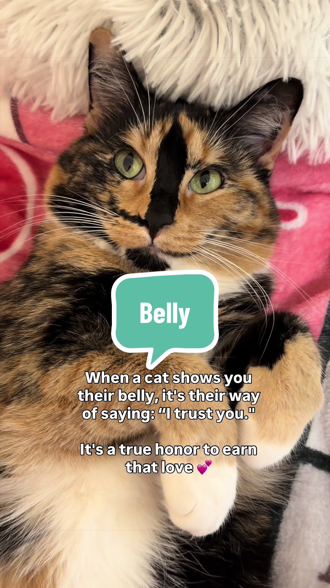 @SnickersTheSmilingCat