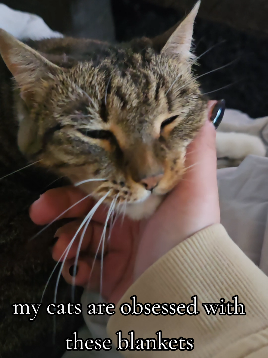 @𝓚𝓪𝓽 𝓦𝓱𝓮𝓮𝓵𝓮𝓻🐈⬛