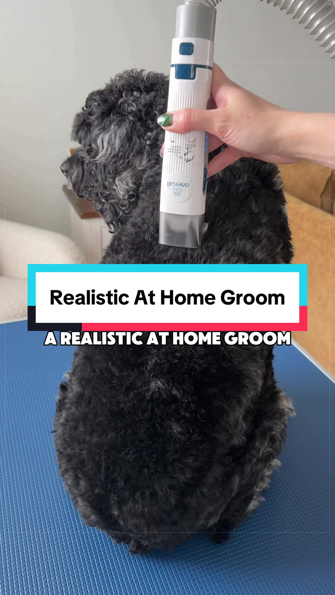 @Archie The Bernedoodle