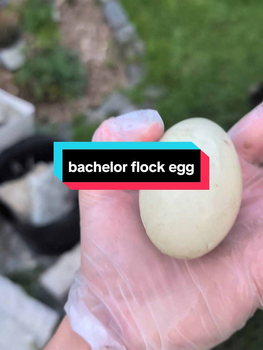 @Chickens & Bullies