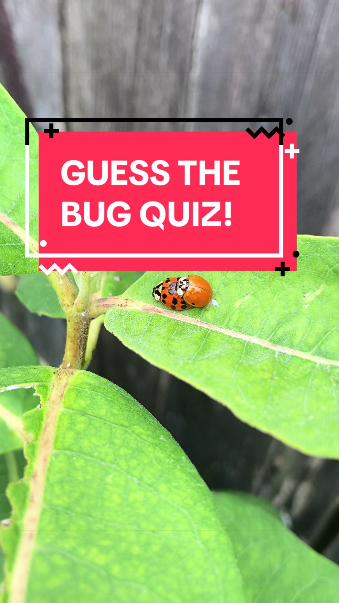 @DoctorBugz