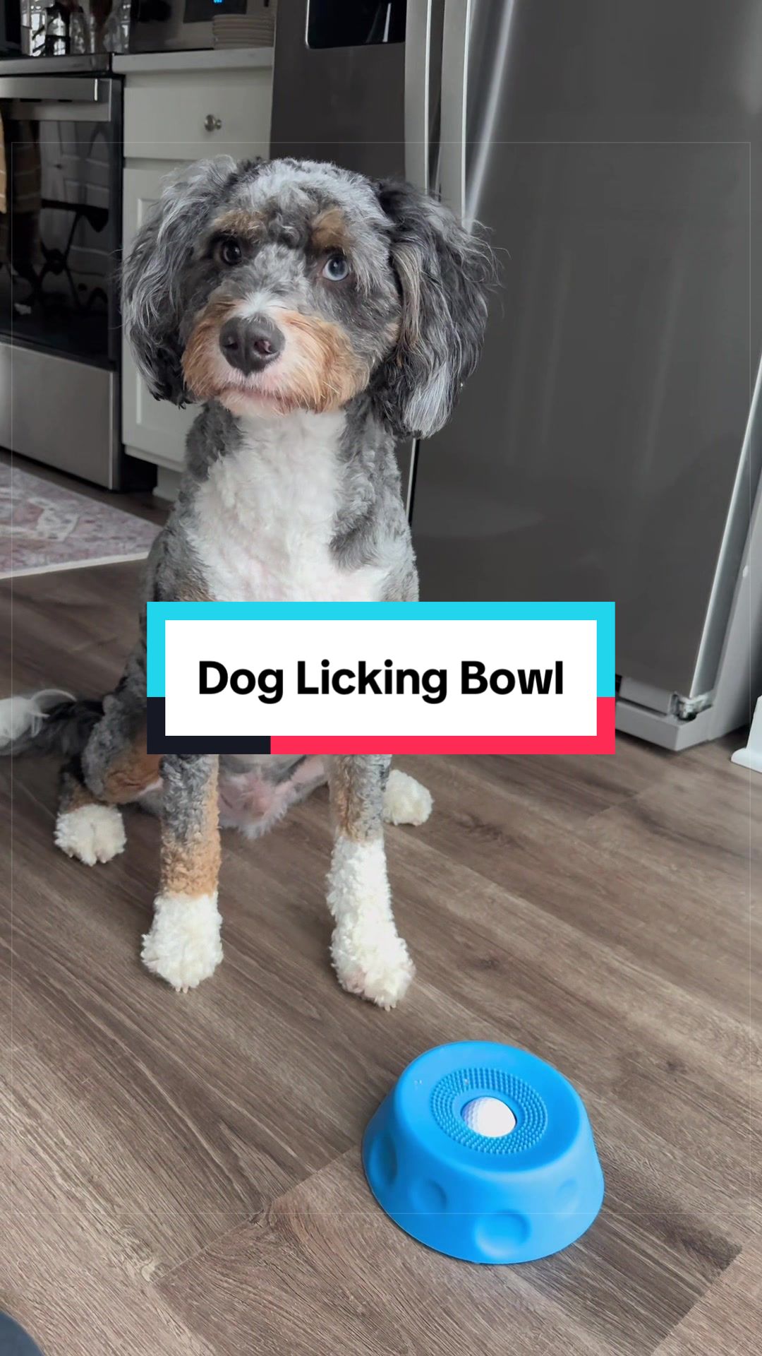 @Archie The Bernedoodle