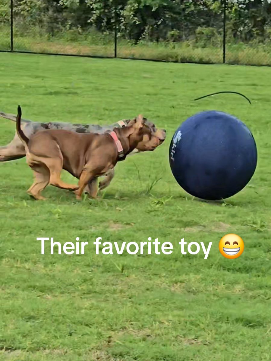 @Burleson Bullies, llc