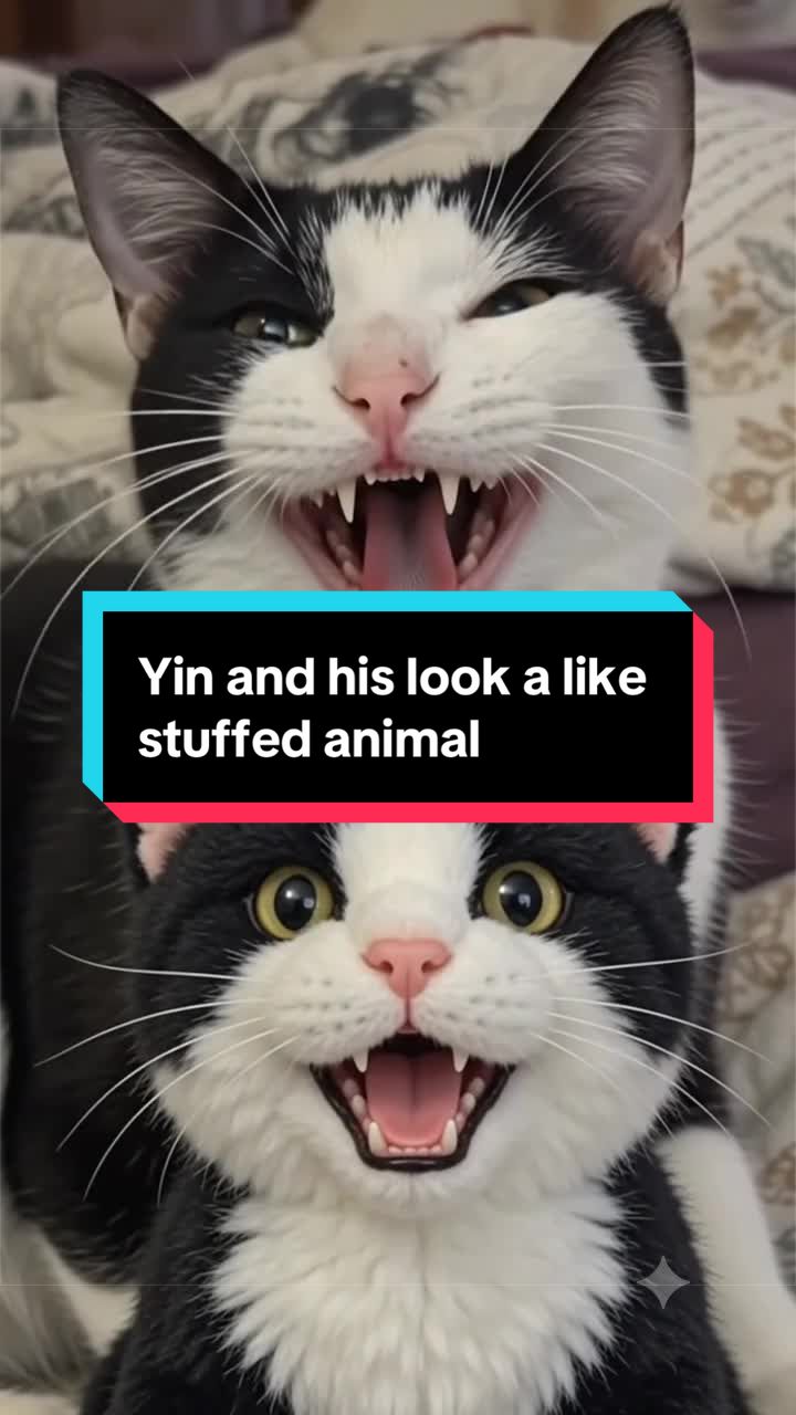 @catlover313official