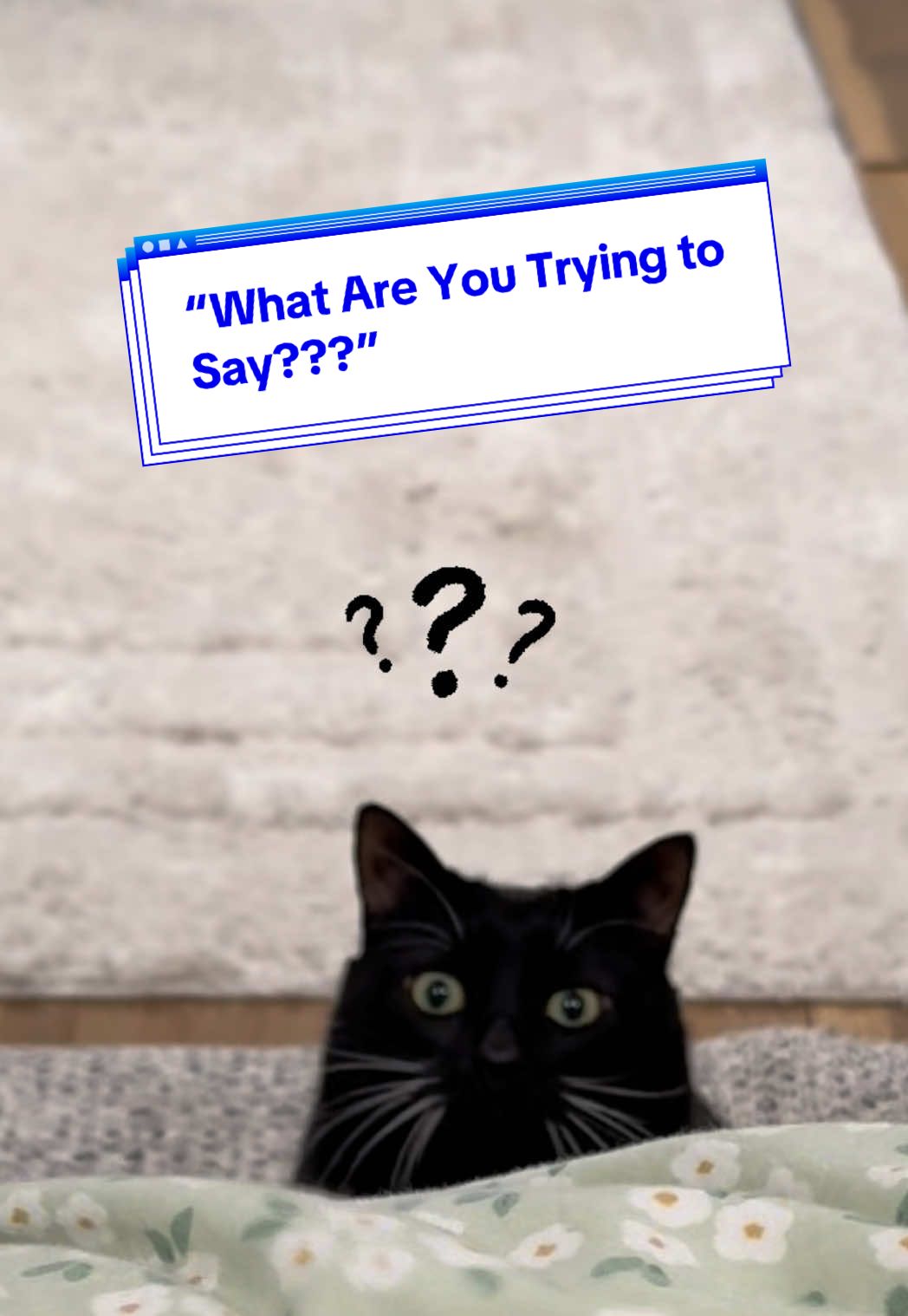 @loubert_the_cat