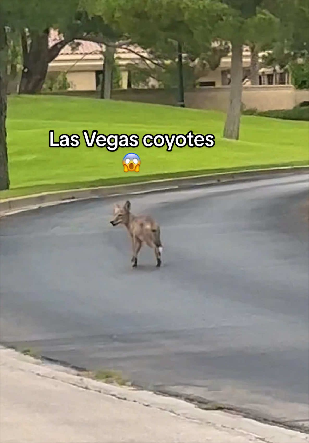 @jacquelynlv