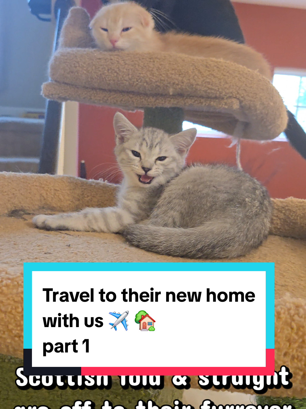 @Brittany Beauties Kittens