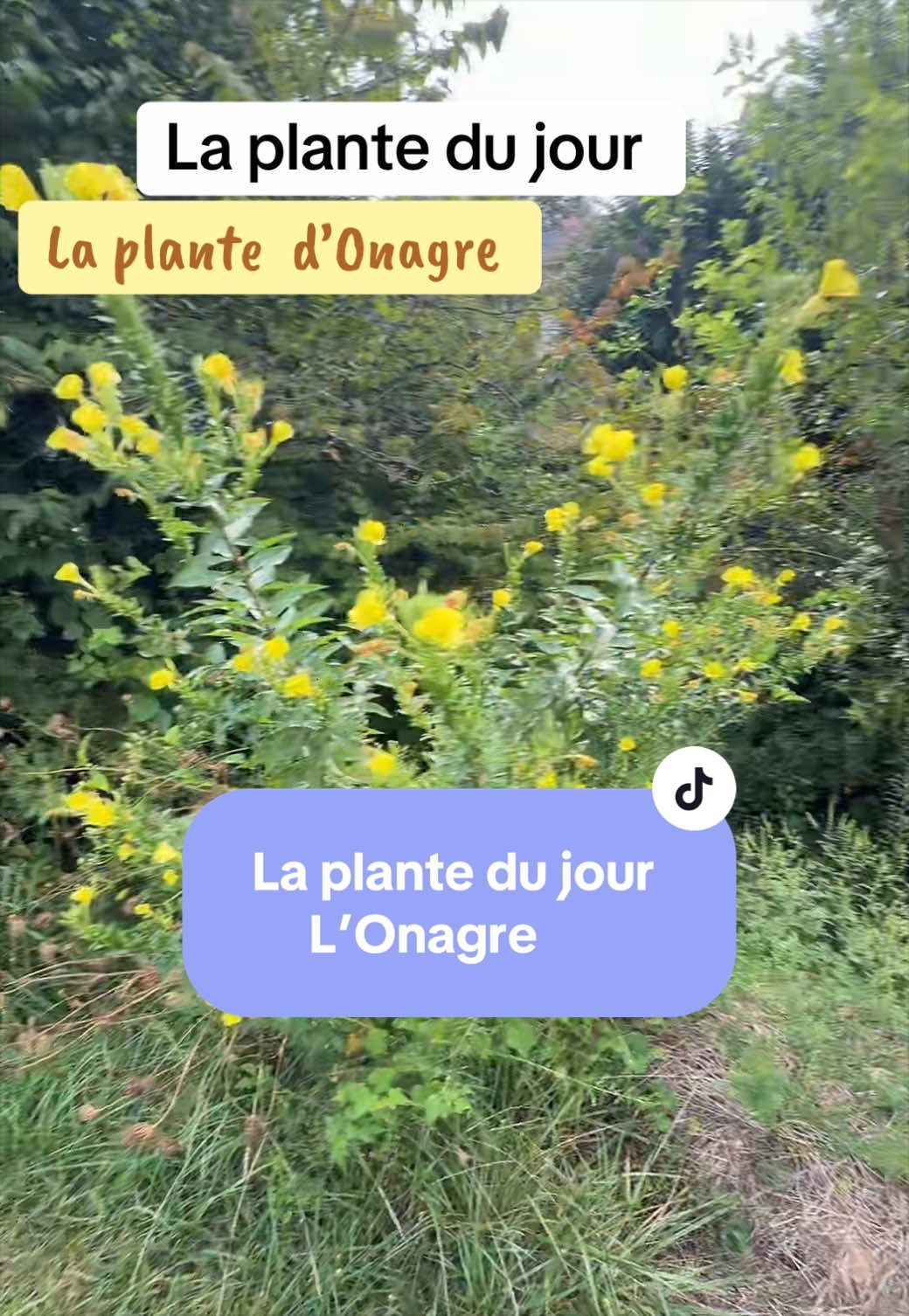 @💫🧿🦋Solange🦋🧿💫