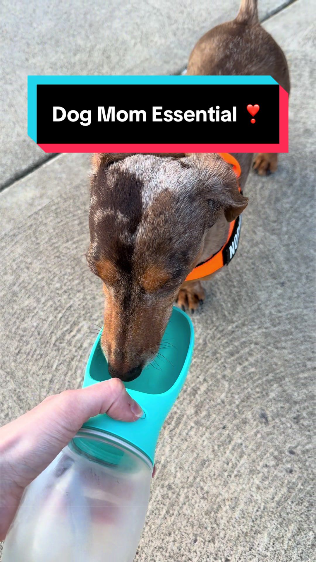 @NormanTheWienerDog