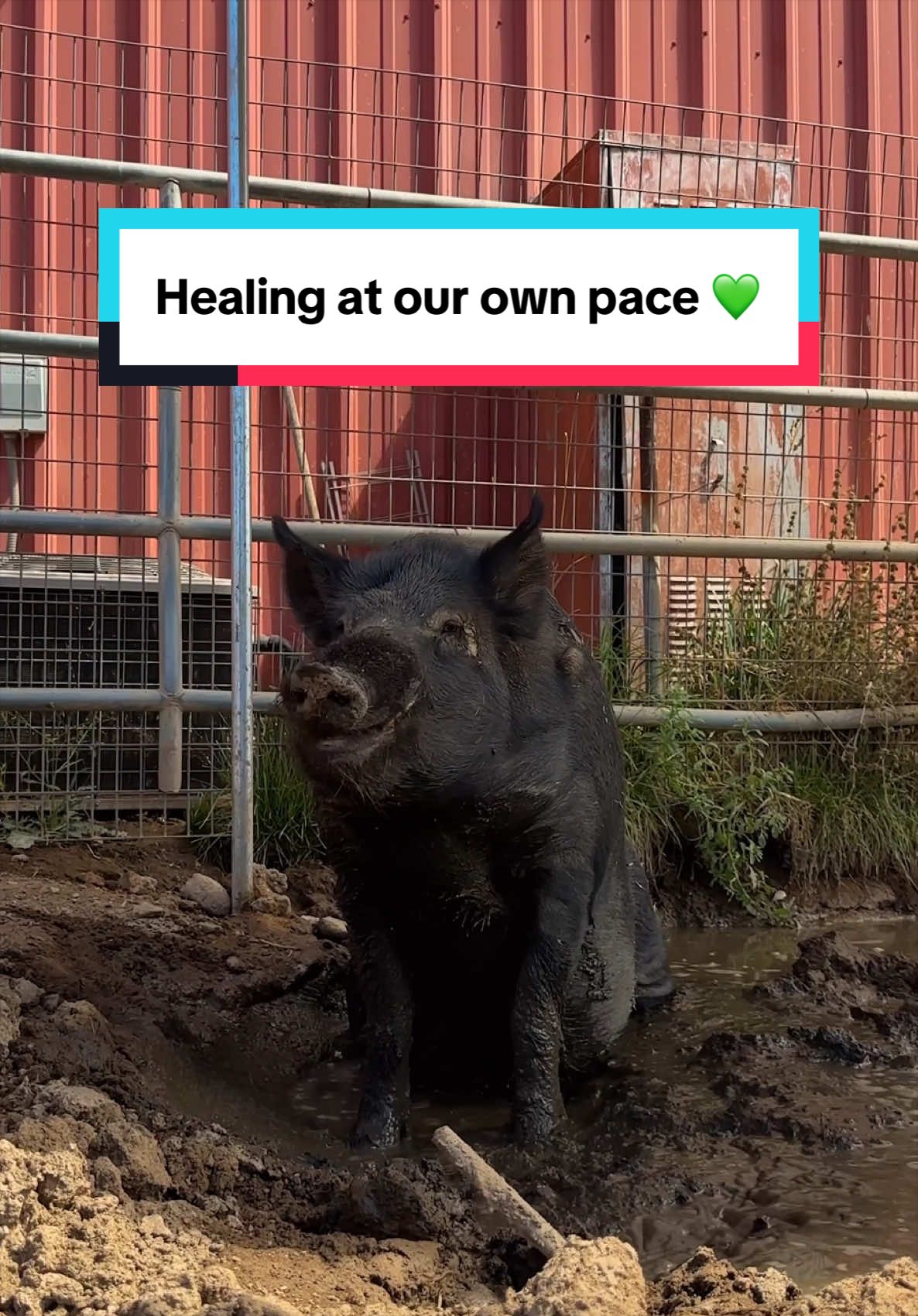 @The Gentle Barn | Sanctuary