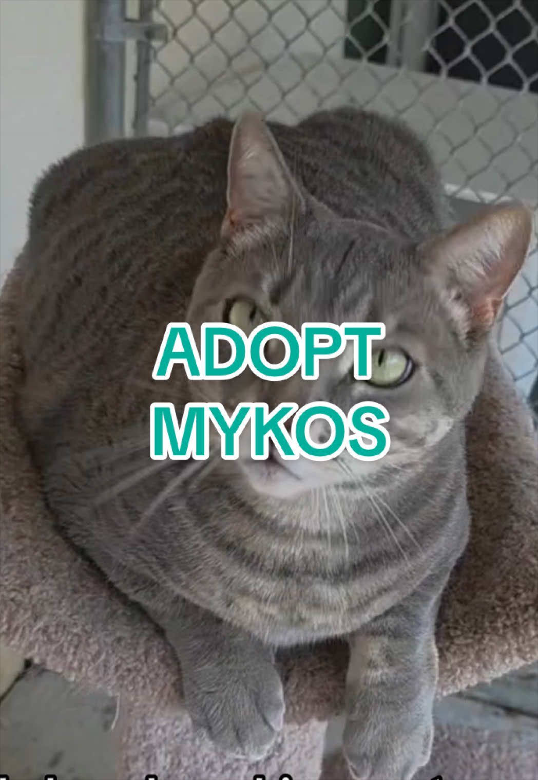 @Adopt a Pet