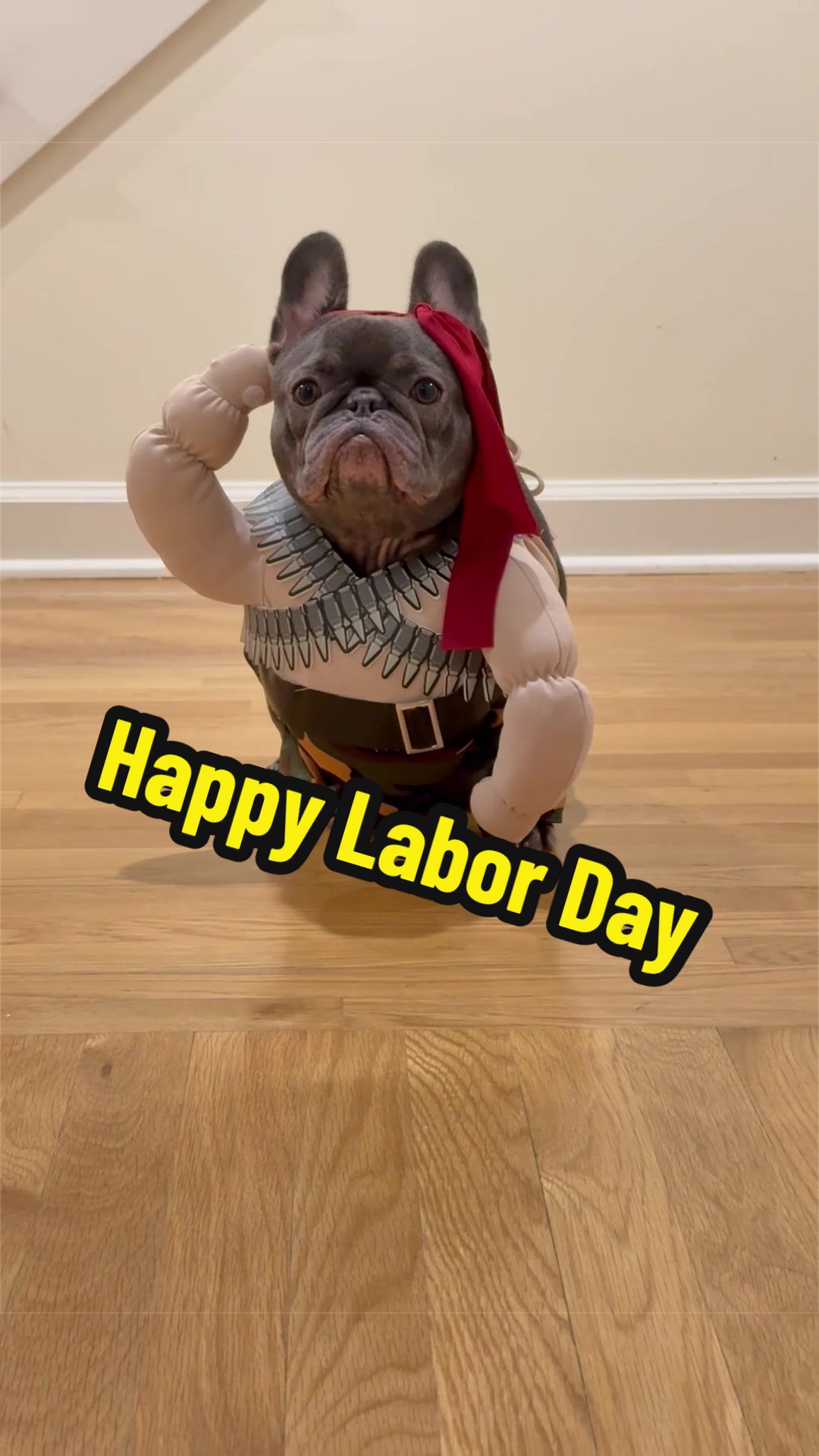 @Lazy Frenchie Daisy 💜