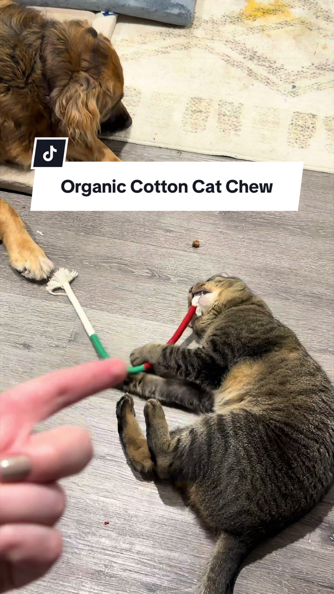 @lifewithgoldenshepherds