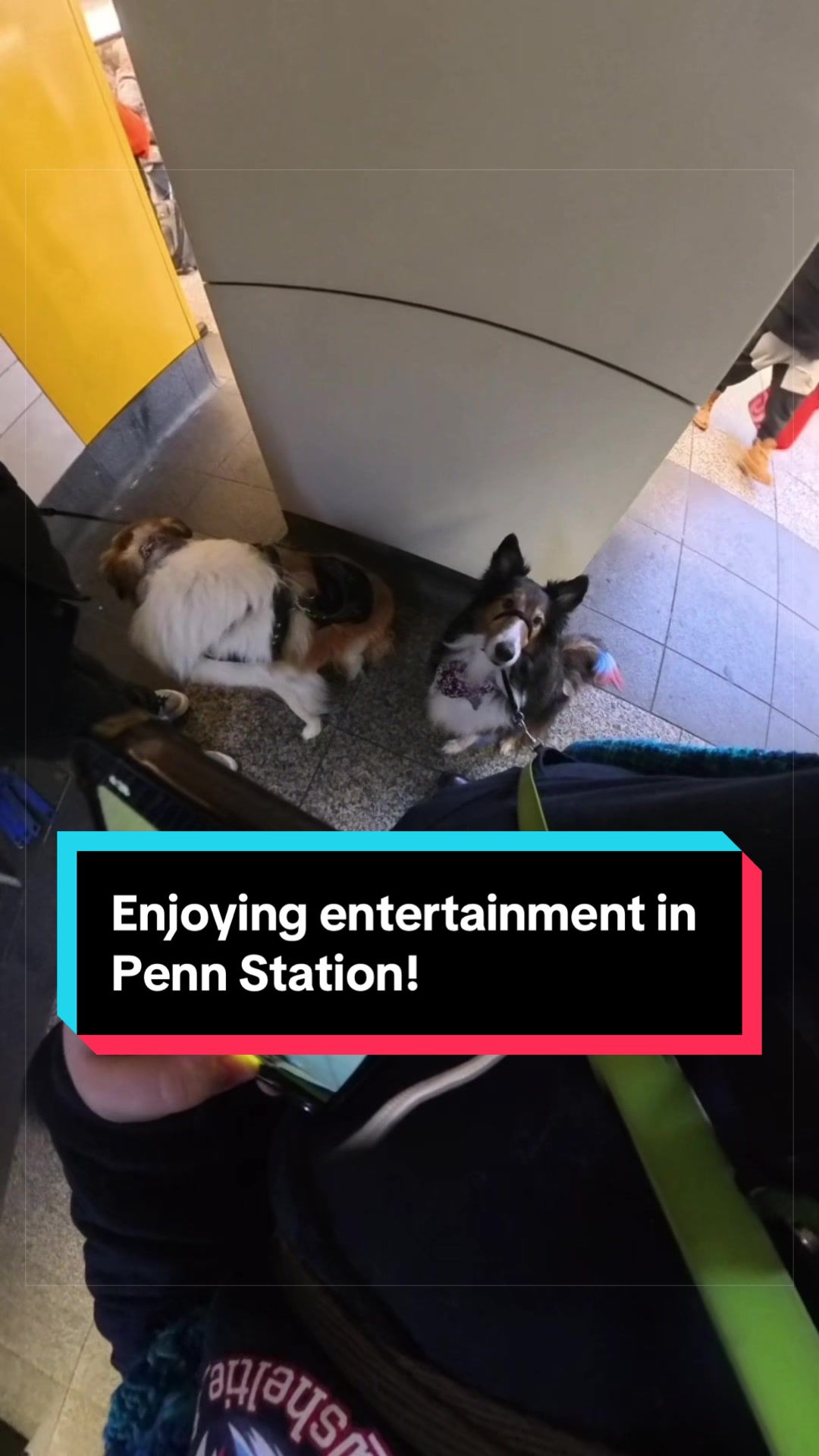 @Dakota & Pups