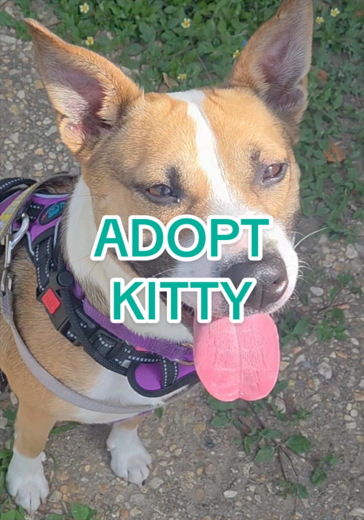 @Adopt a Pet