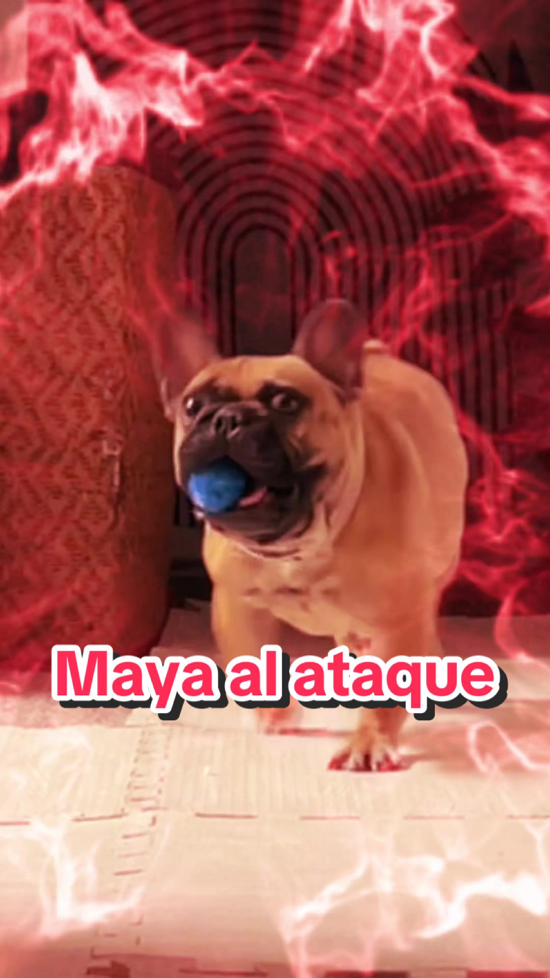 @FrenchBuldog