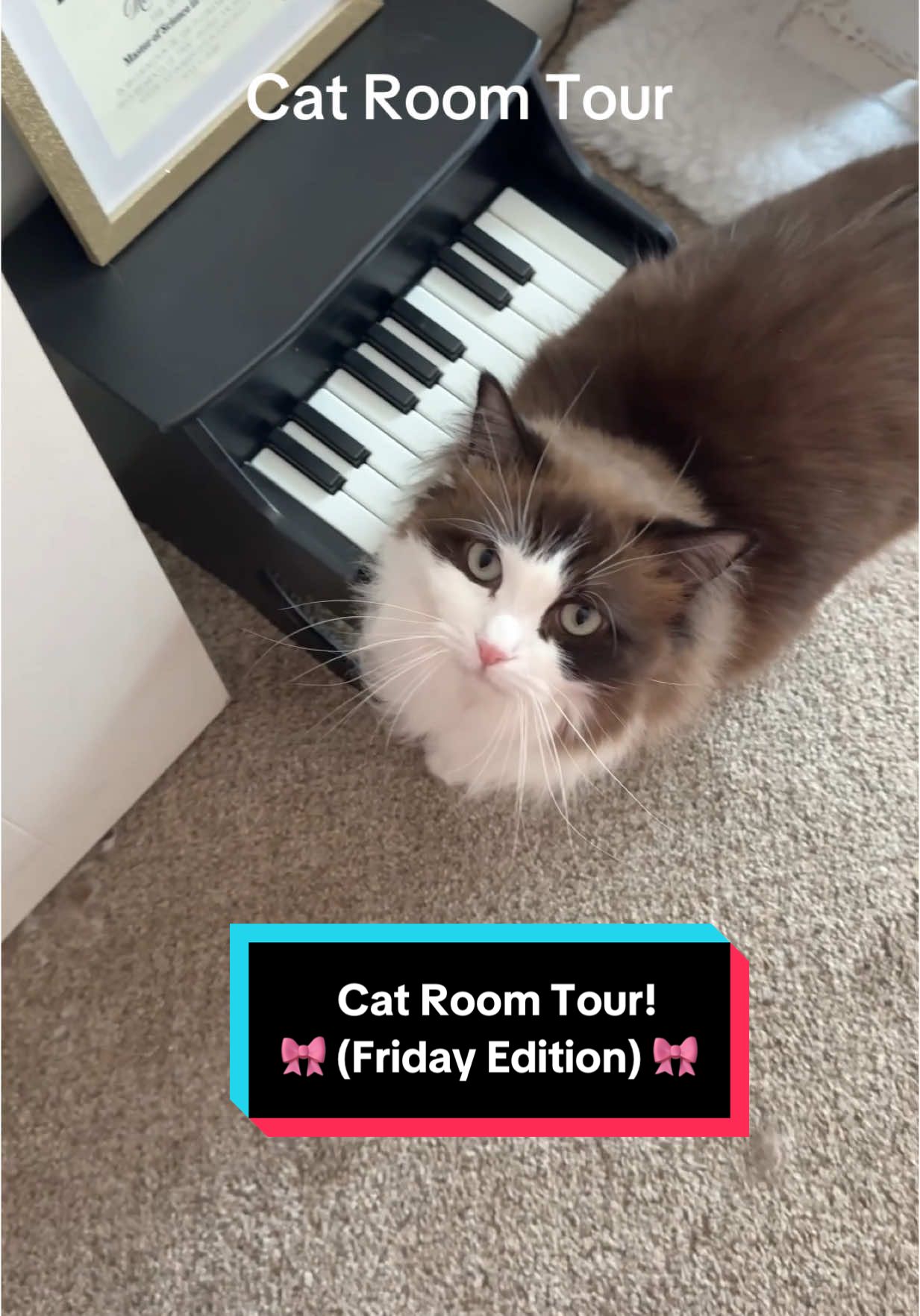 @Meredith Ragdoll Cat