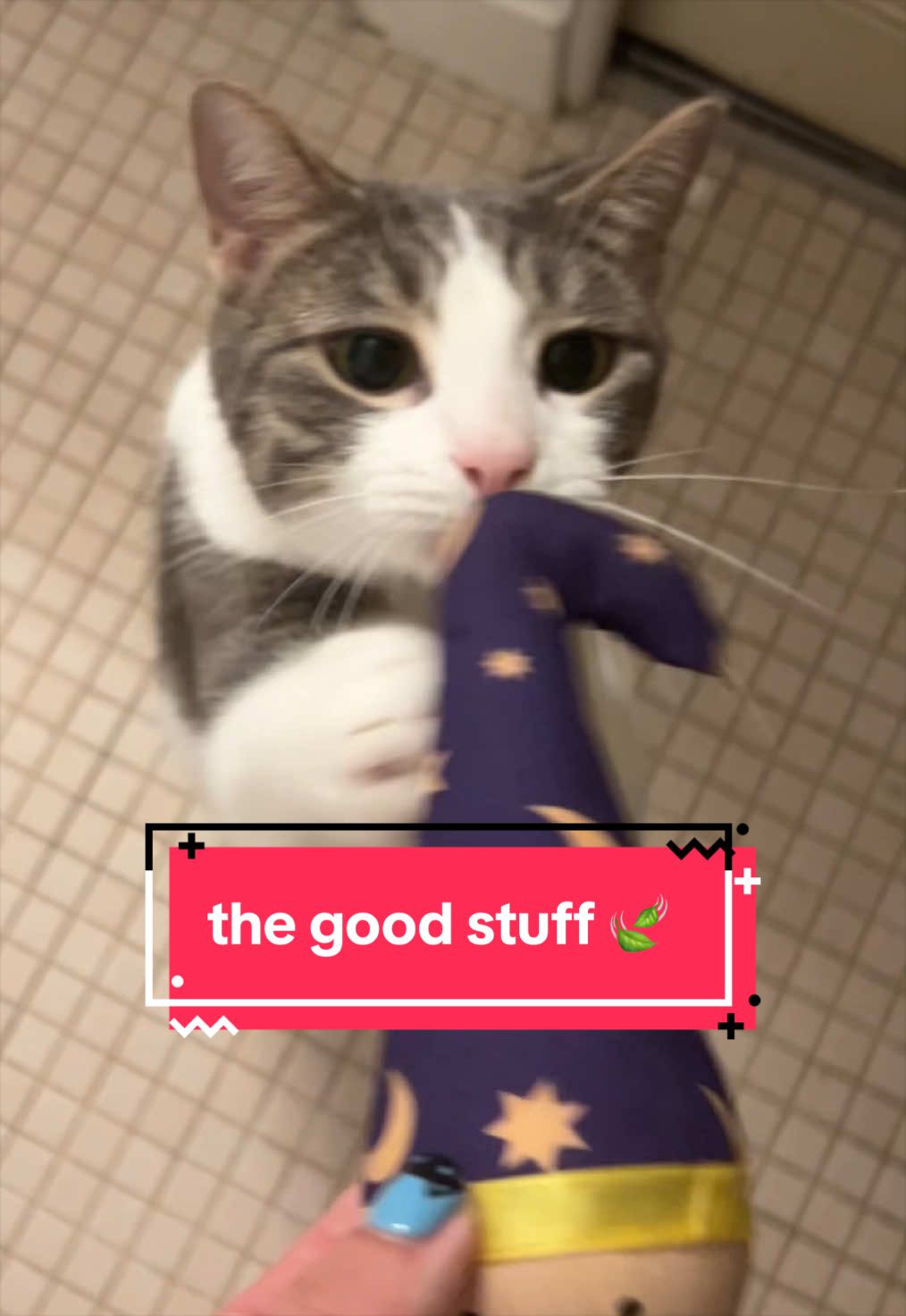 @dipper, jinx, & boogie