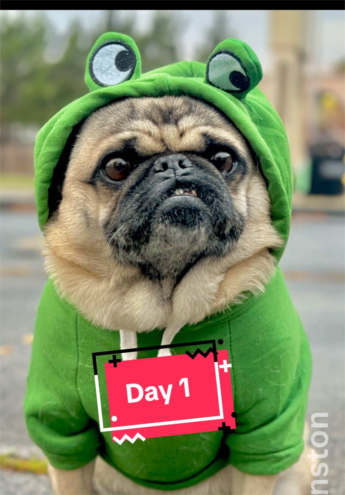 @Winston the Pug