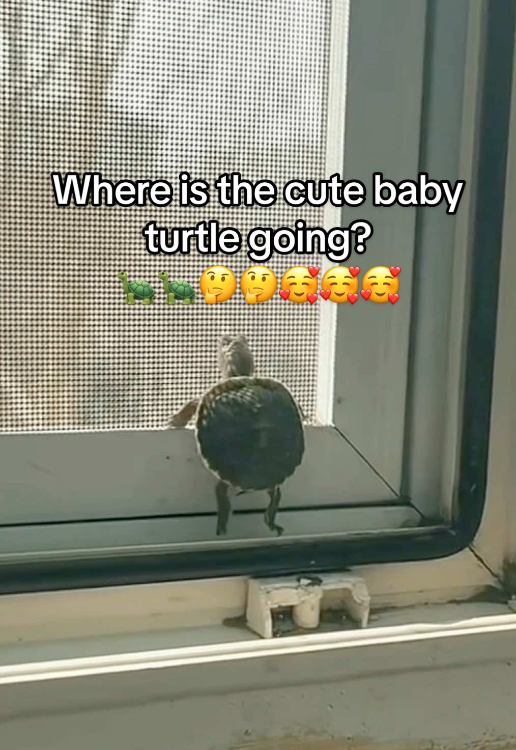@Mr. Turtle
