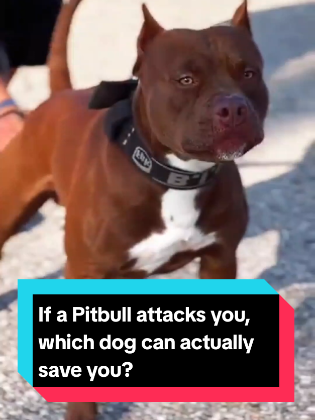 @The pet post