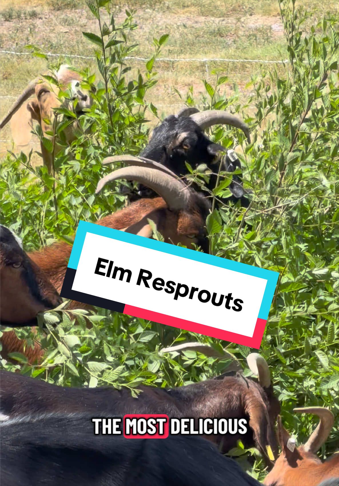 @cowboymax