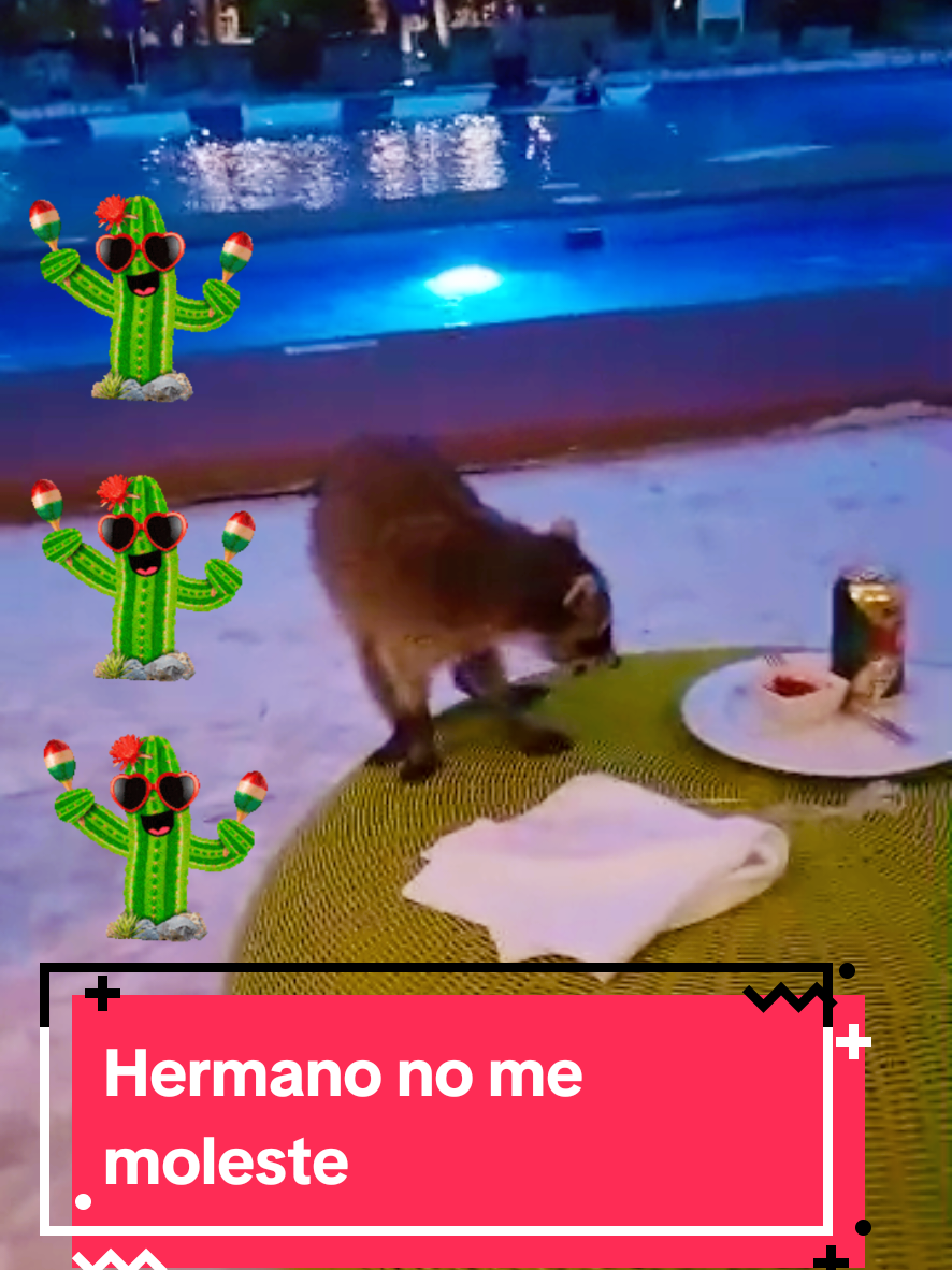 @vvdiasdplaya