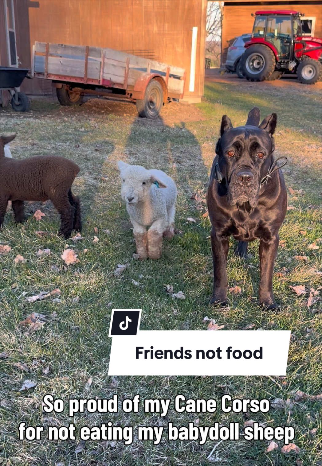 @Boo the Cane Corso