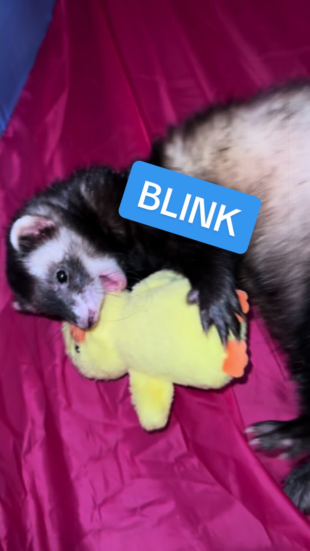 @Veritologic