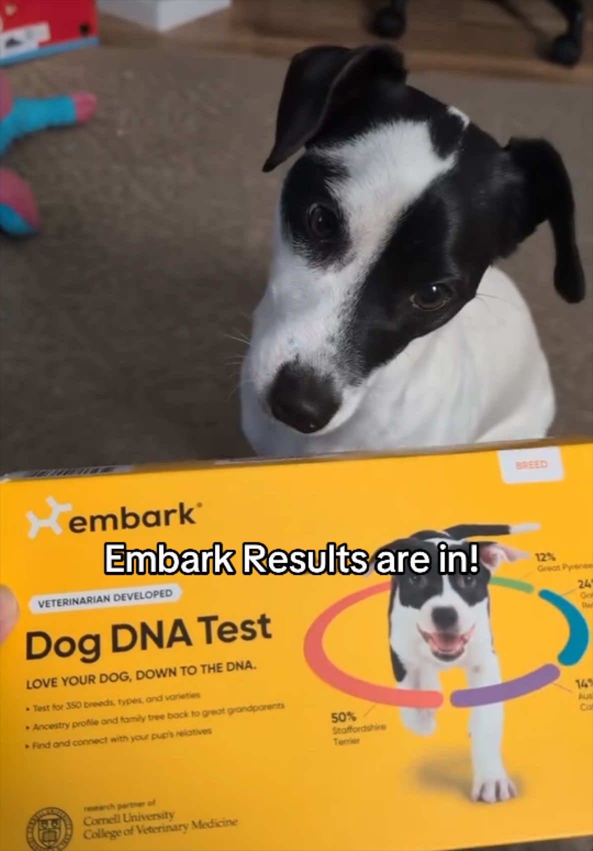 @Embark Vet
