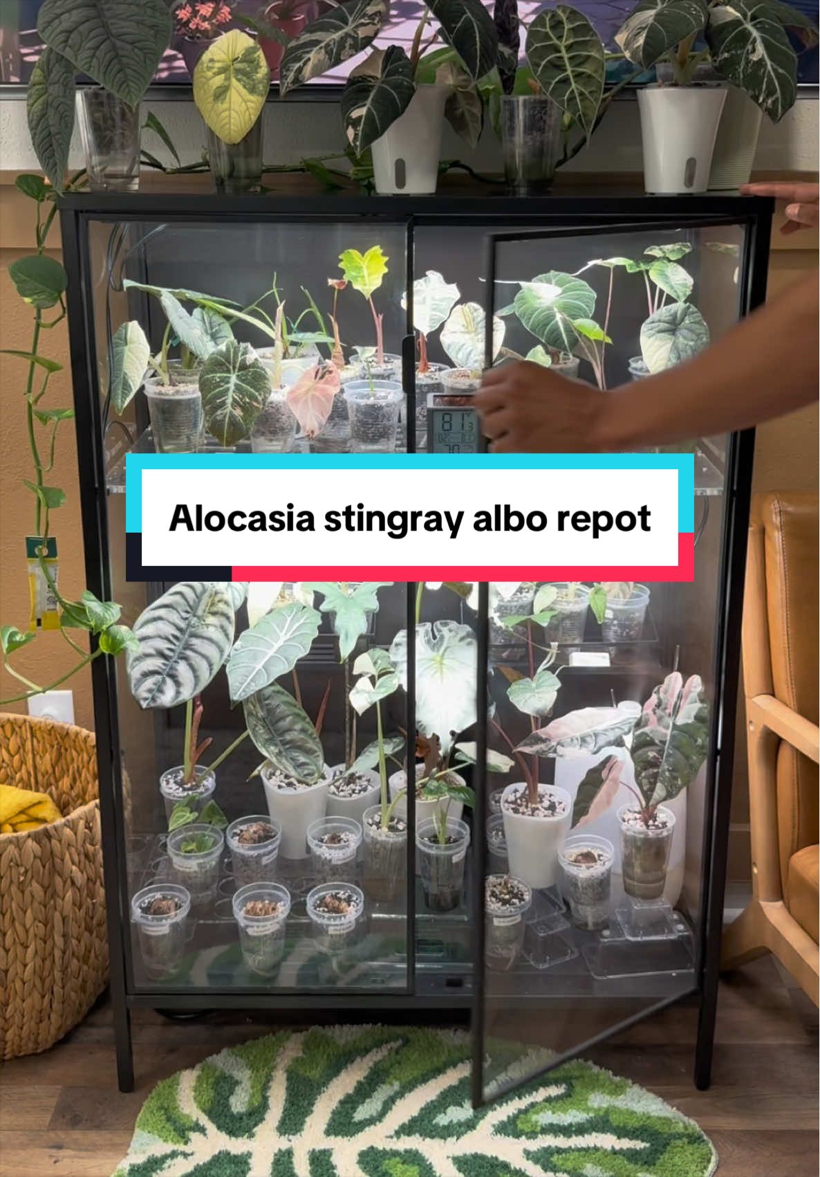 @RarePlantNinja