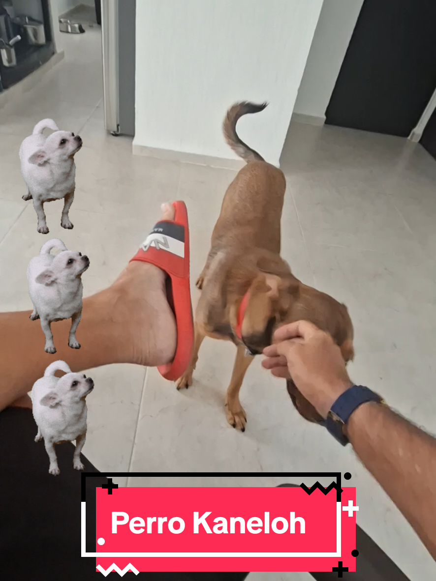 @vvdiasdplaya
