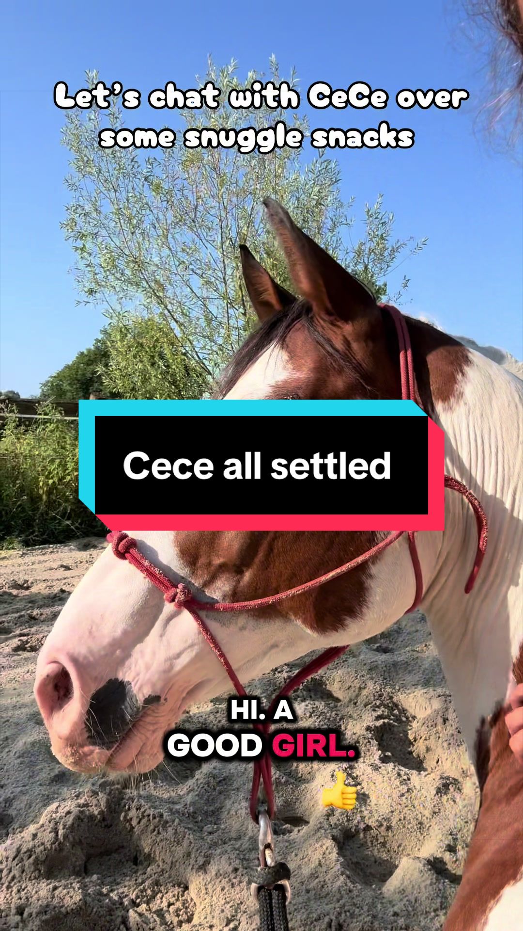 @Sandra’s pale herd 🐴