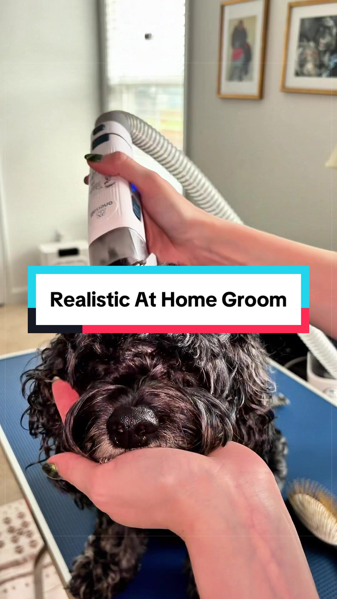 @Archie The Bernedoodle