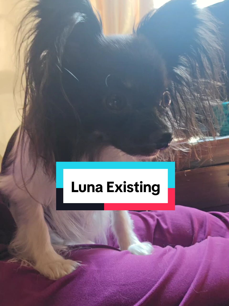 @TheLittleLunaBean