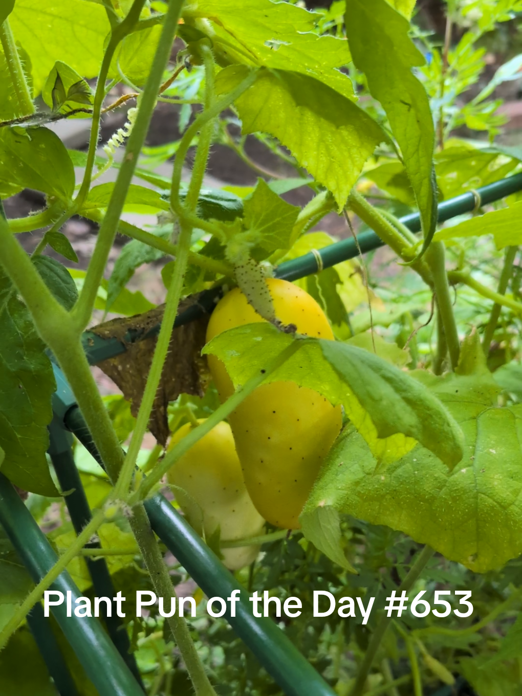 @The Plantiful Gardener