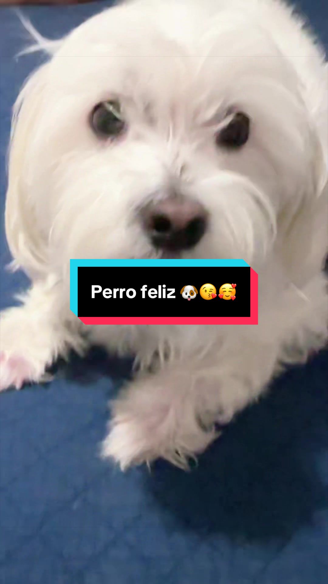 @💜Leo mi hijo de 4🐾🥰💜