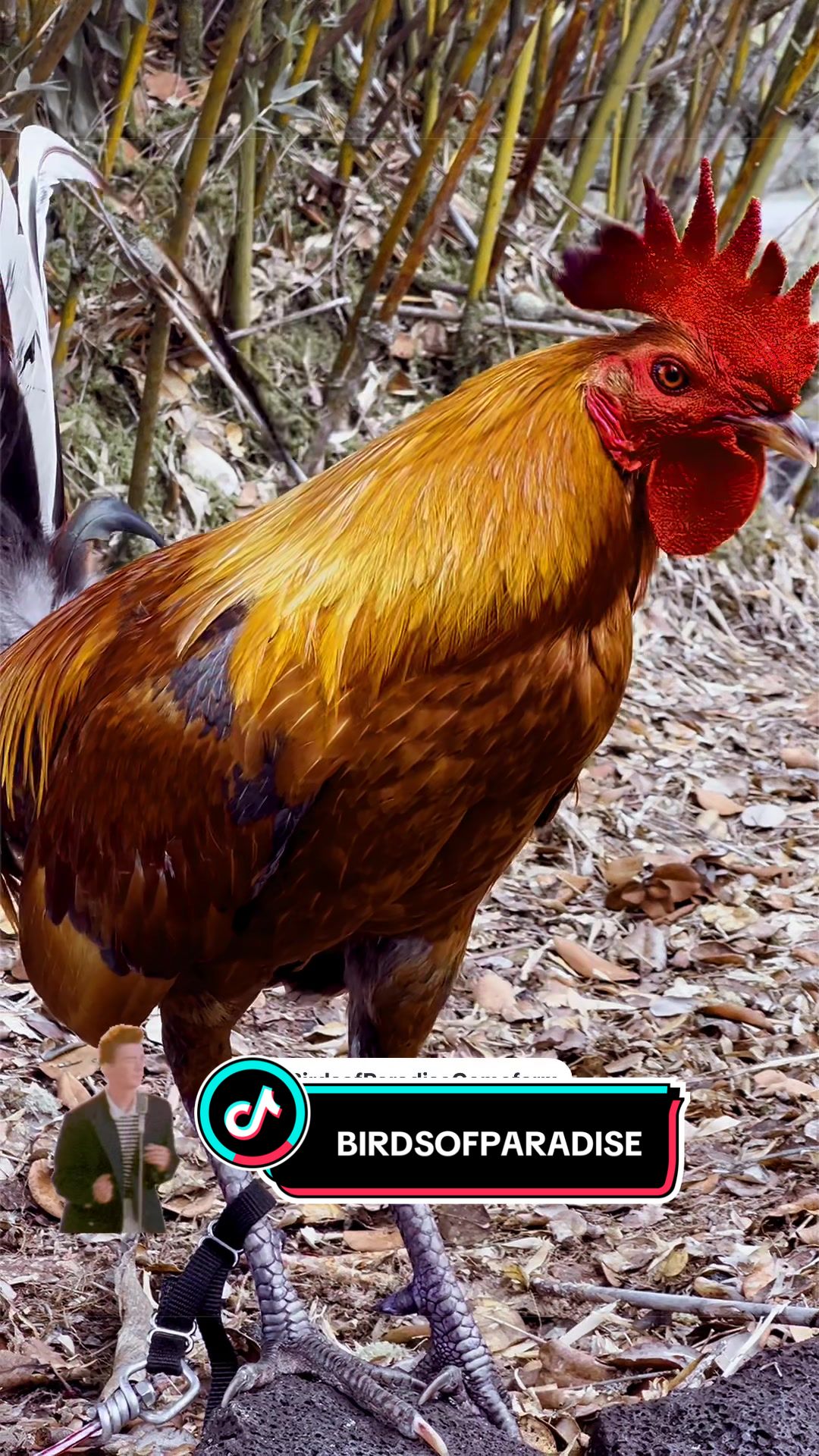 @Birds of Paradise Gamefarm