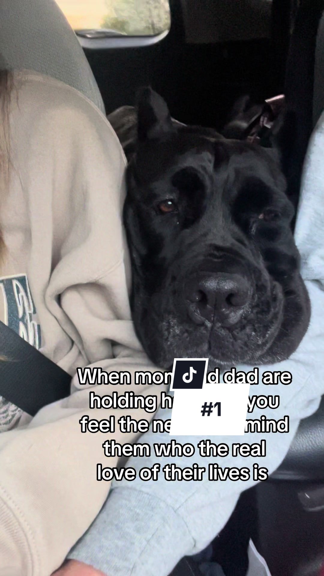 @Boo the Cane Corso
