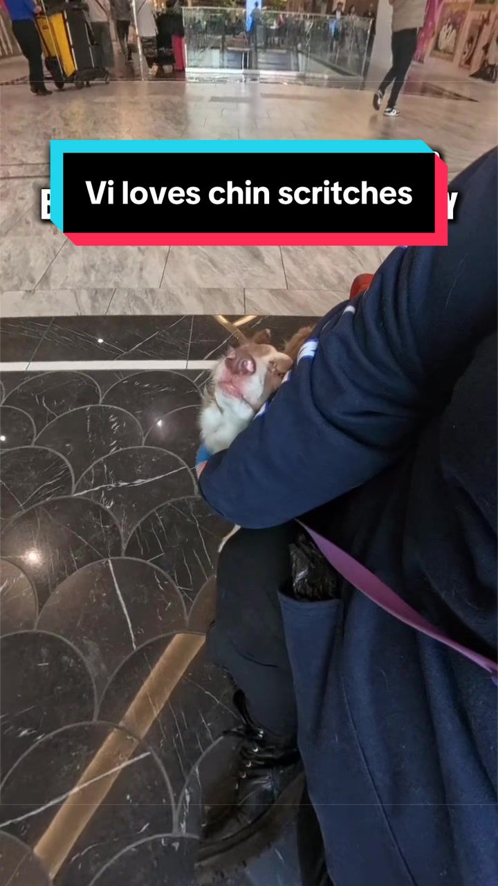 @Dakota & Pups