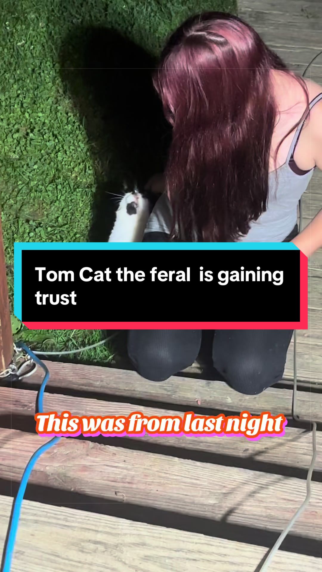 @catlover313official